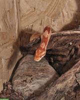 Kornnatter, männlich, optional mit Terrarium