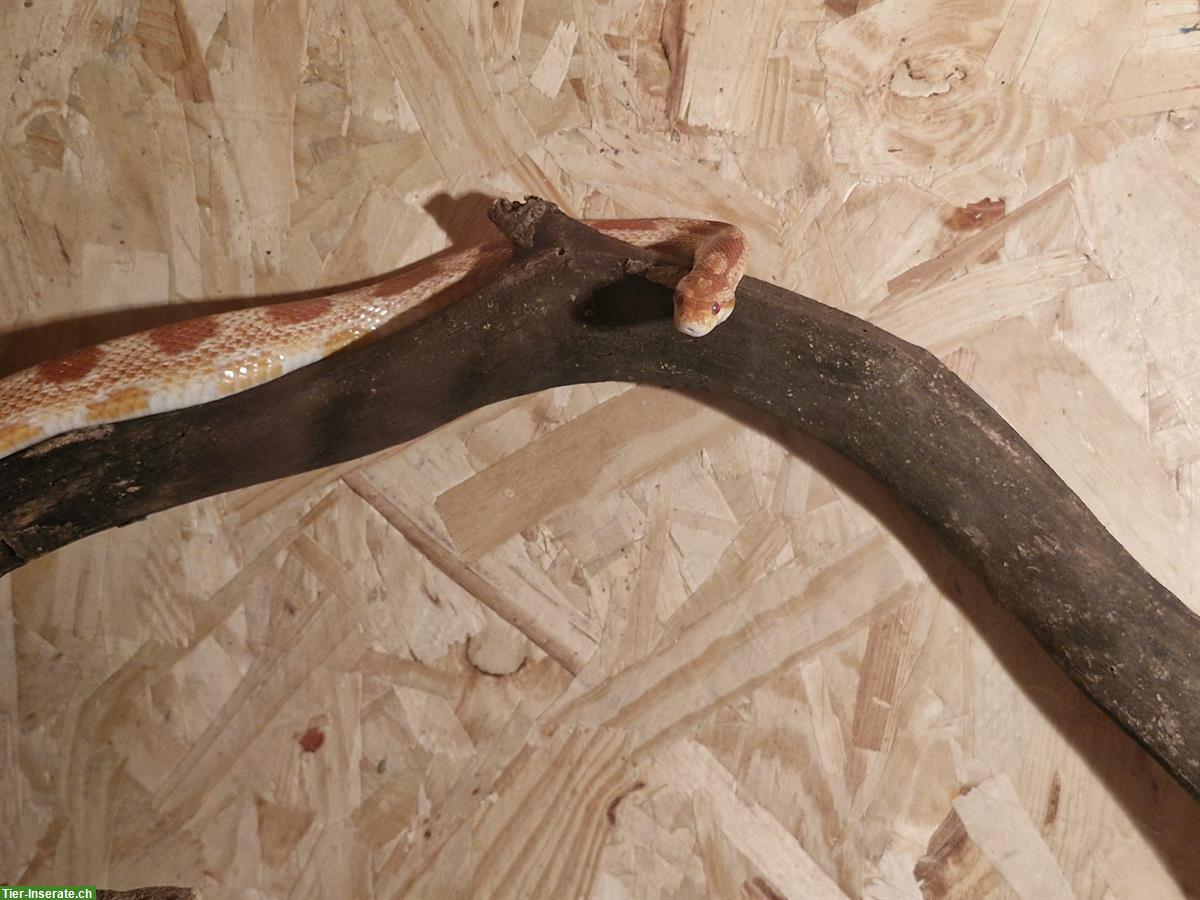 Bild 2: Kornnatter, männlich, optional mit Terrarium