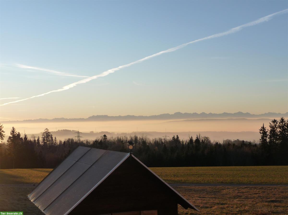 Bild 5: Verkauf: Bauernhaus Liegenschaft Alleinlage Hochrhein, Deutschland