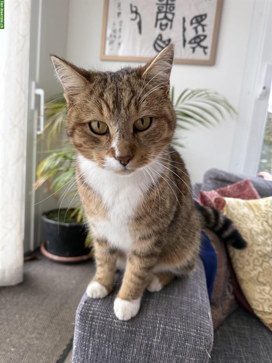 Problematischer Kater sucht liebevolles Zuhause mit Freigang