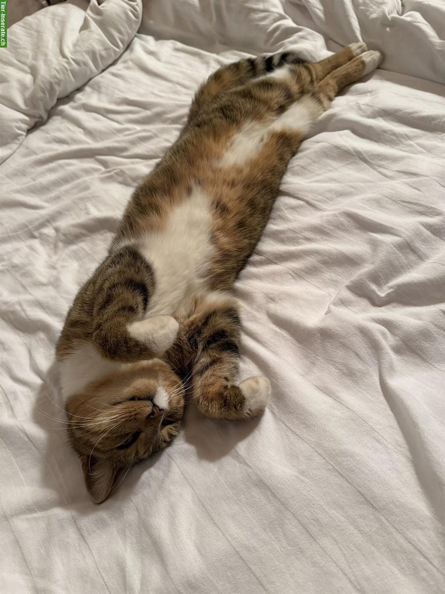 Bild 2: Problematischer Kater sucht liebevolles Zuhause mit Freigang