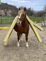 Französisches Kleinpferd, feinfühlige Stute, Jahrgang 2010