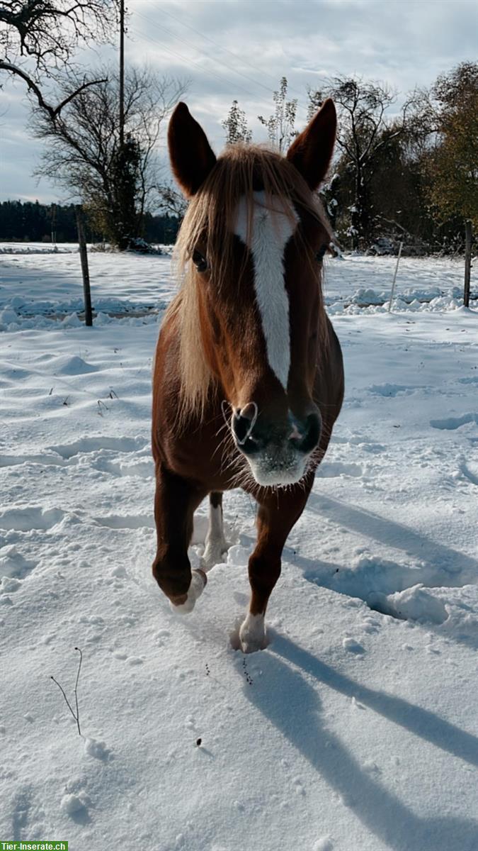 Bild 2: Französisches Kleinpferd, feinfühlige Stute, Jahrgang 2010