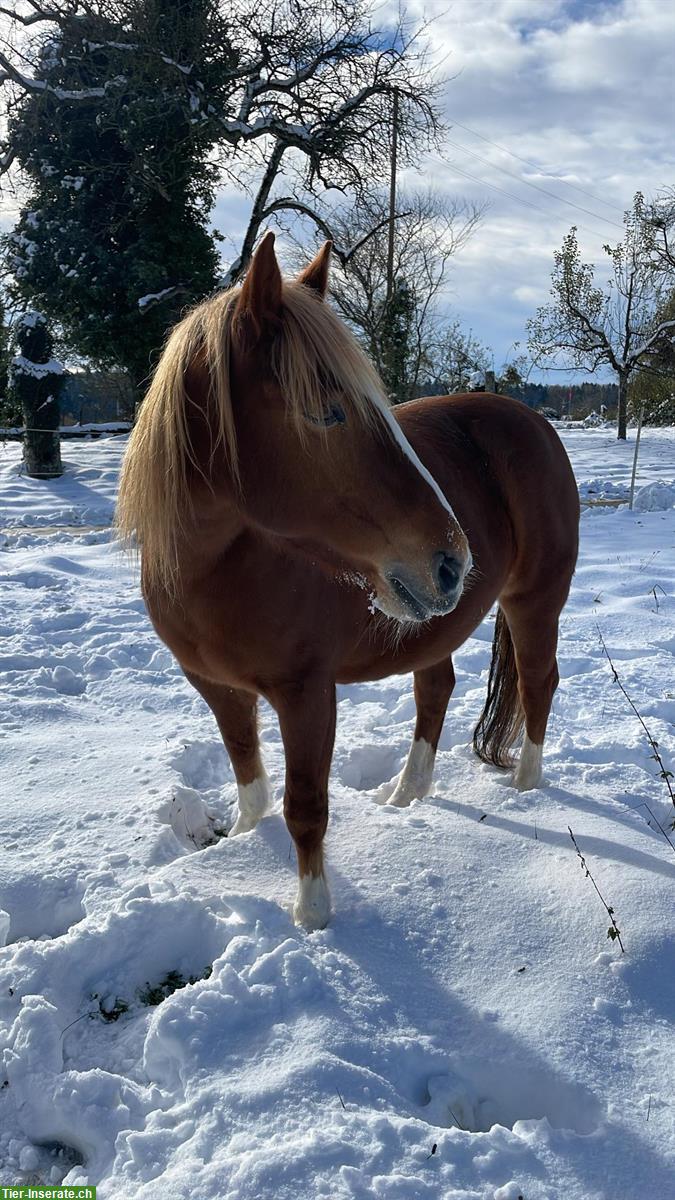 Bild 3: Französisches Kleinpferd, feinfühlige Stute, Jahrgang 2010