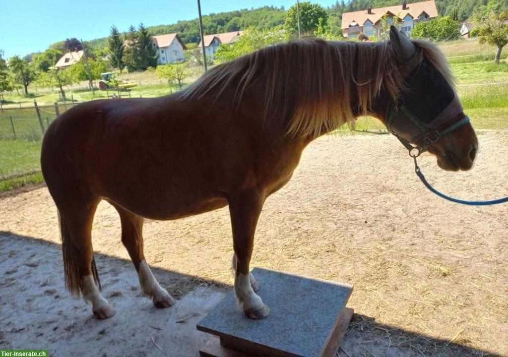 Bild 4: Französisches Kleinpferd, feinfühlige Stute, Jahrgang 2010