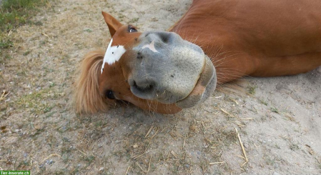 Bild 5: Französisches Kleinpferd, feinfühlige Stute, Jahrgang 2010