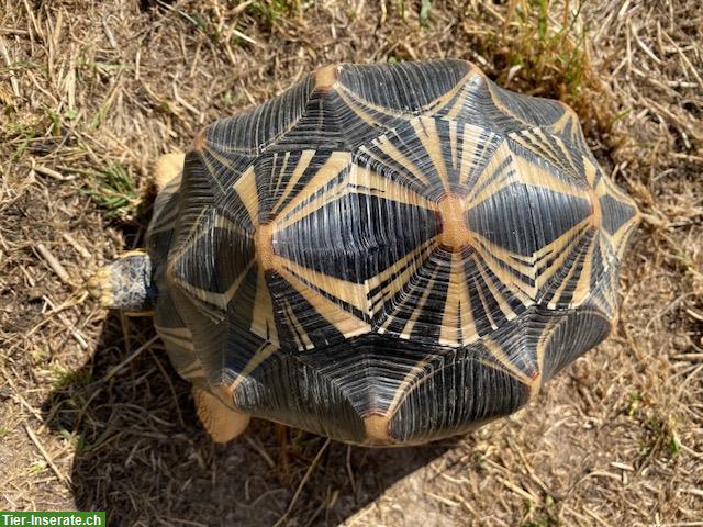 2.5 Strahlenschildkröten-Gruppe zu verkaufen