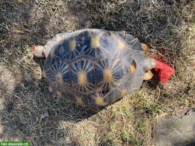 Bild 2: 2.5 Strahlenschildkröten-Gruppe zu verkaufen