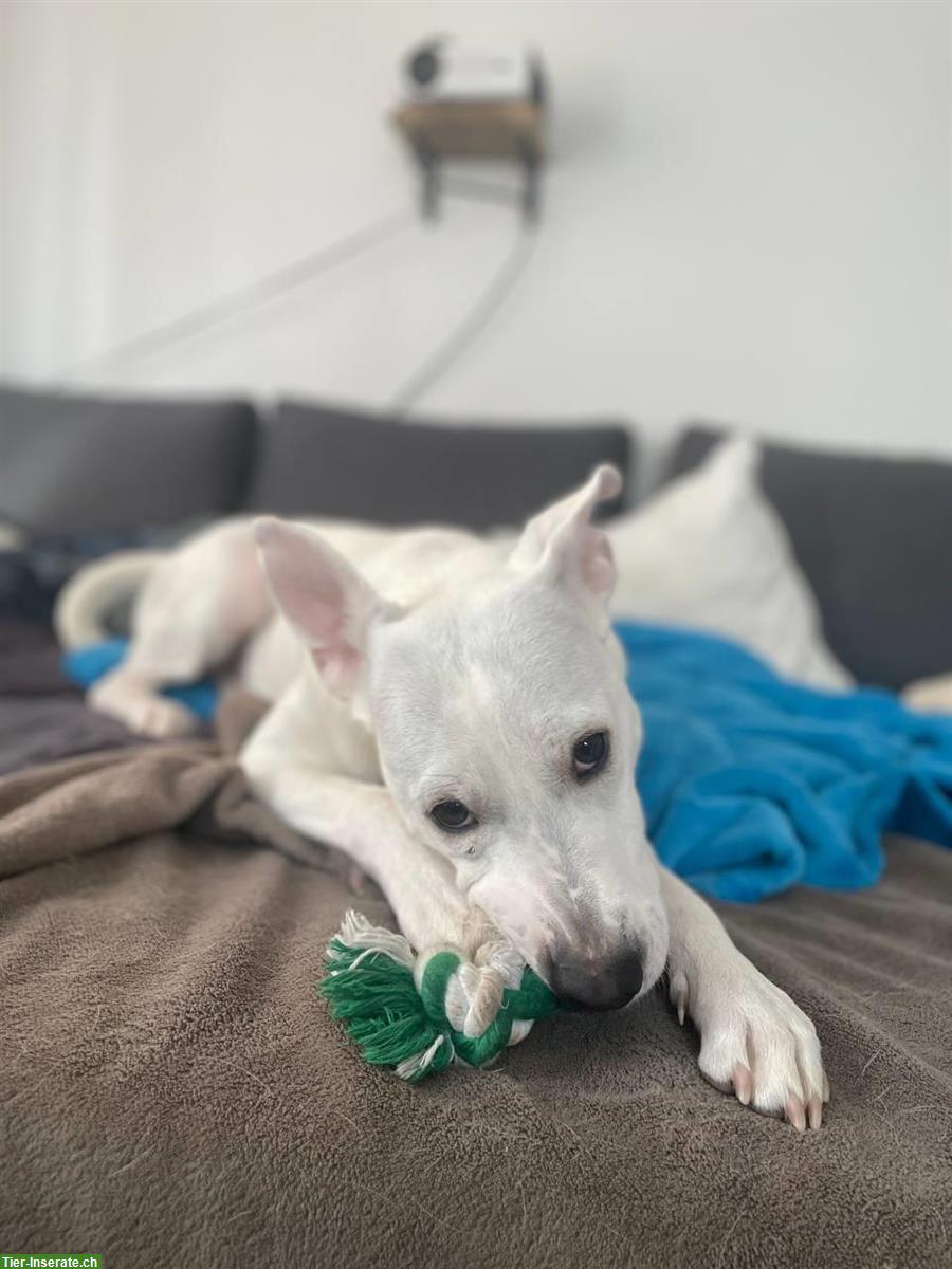 Verkuschelter Mischlingsrüde Kayu