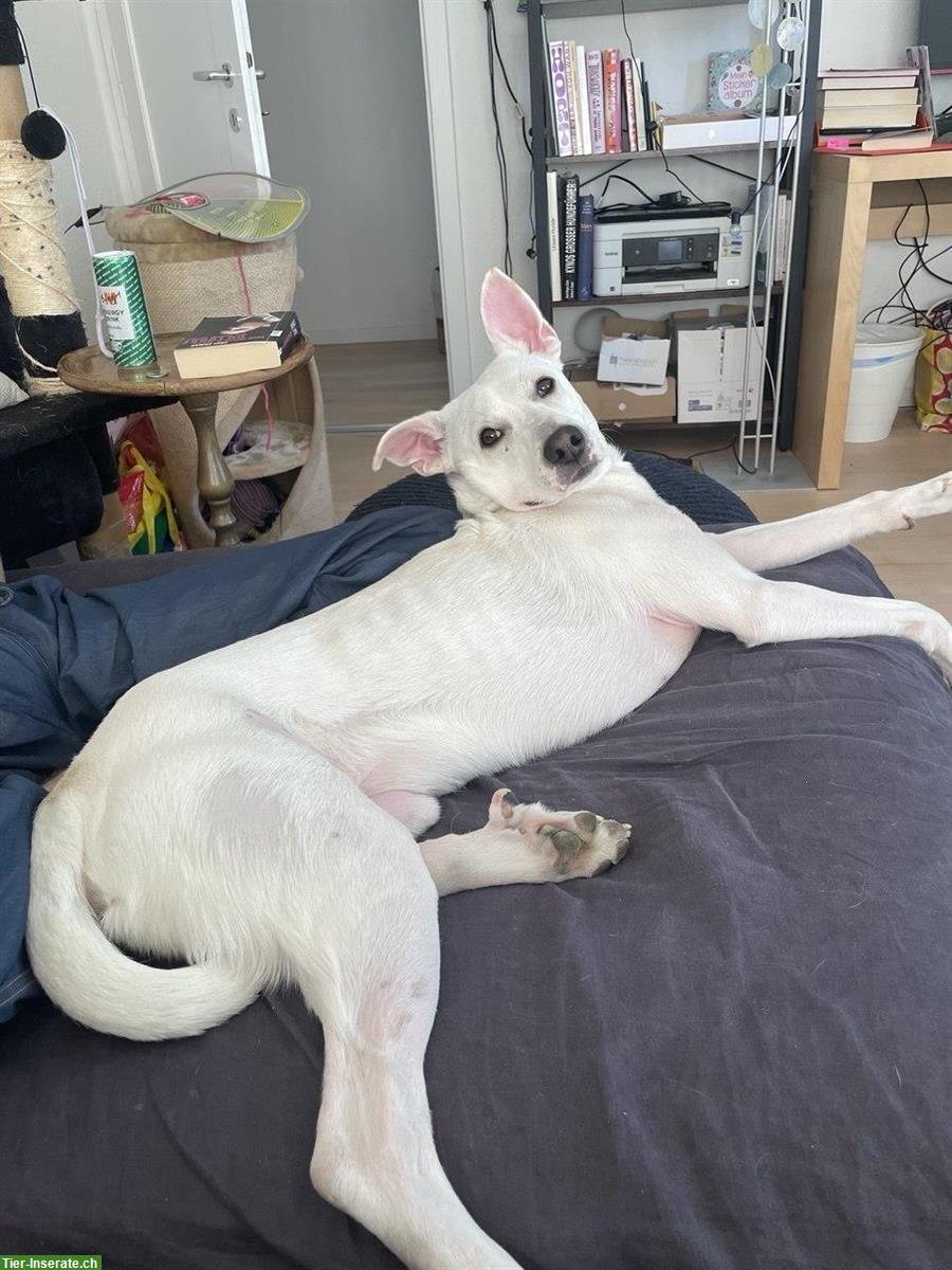 Bild 2: Verkuschelter Mischlingsrüde Kayu