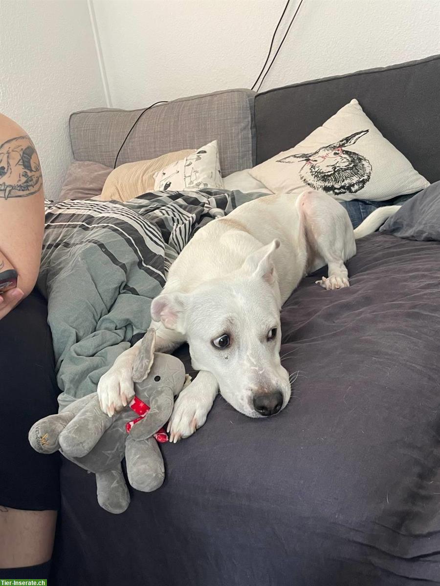 Bild 3: Verkuschelter Mischlingsrüde Kayu