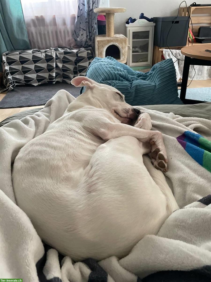 Bild 4: Verkuschelter Mischlingsrüde Kayu