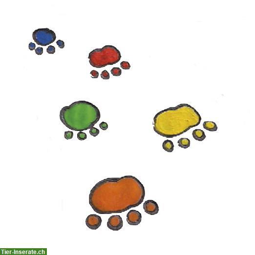 Suchen erfahrene Dogwalker 5-20%, jeweils Freitags, Stadt Zürich