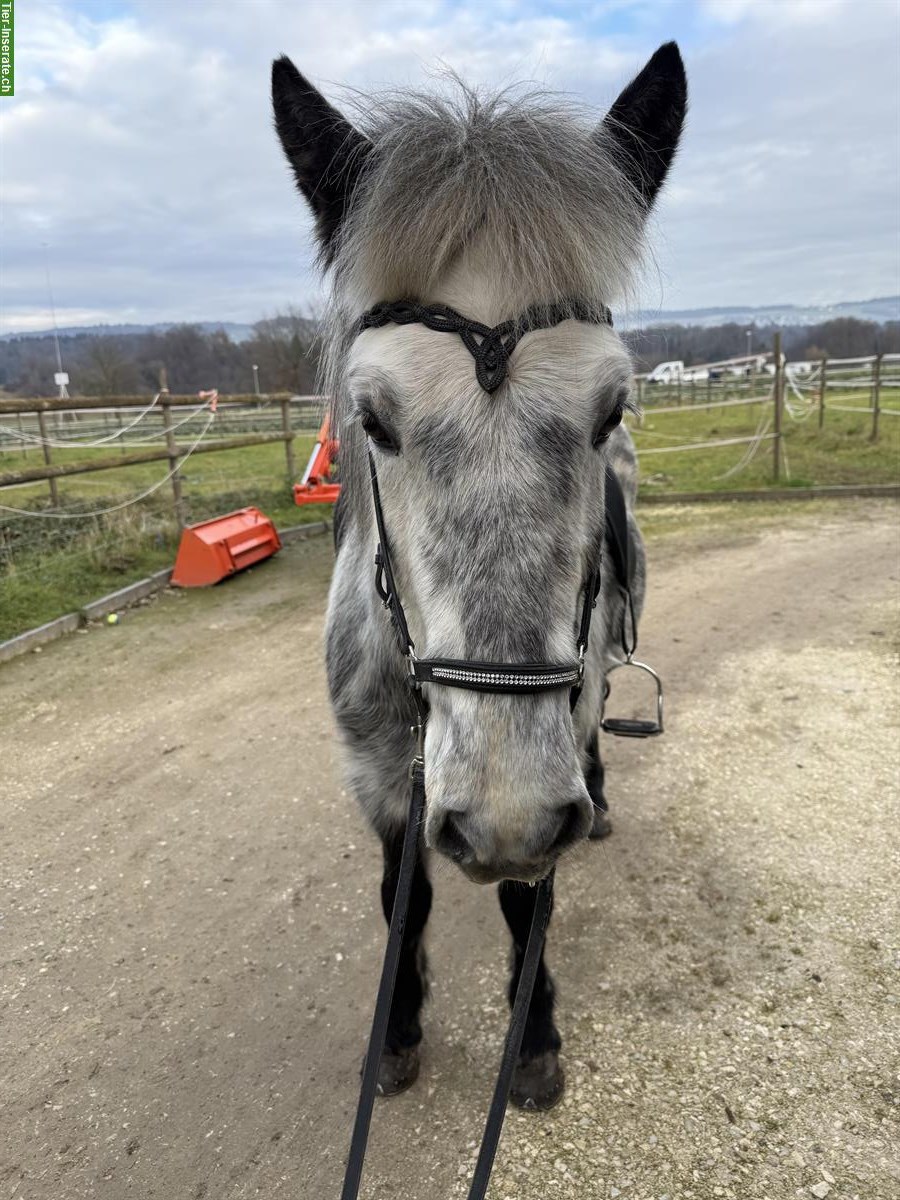 Bild 2: Allerherzigster Isländer Wallach zu verkaufen