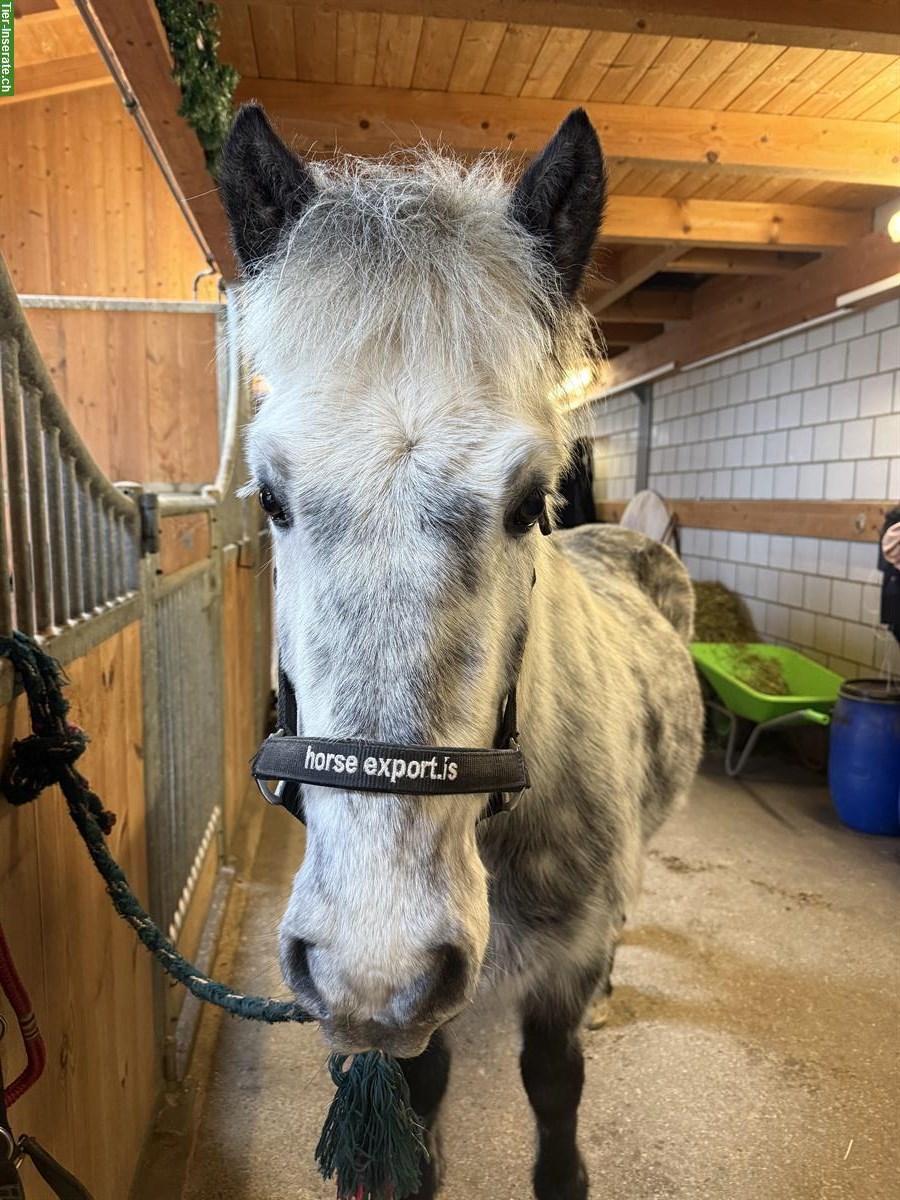 Bild 3: Allerherzigster Isländer Wallach zu verkaufen