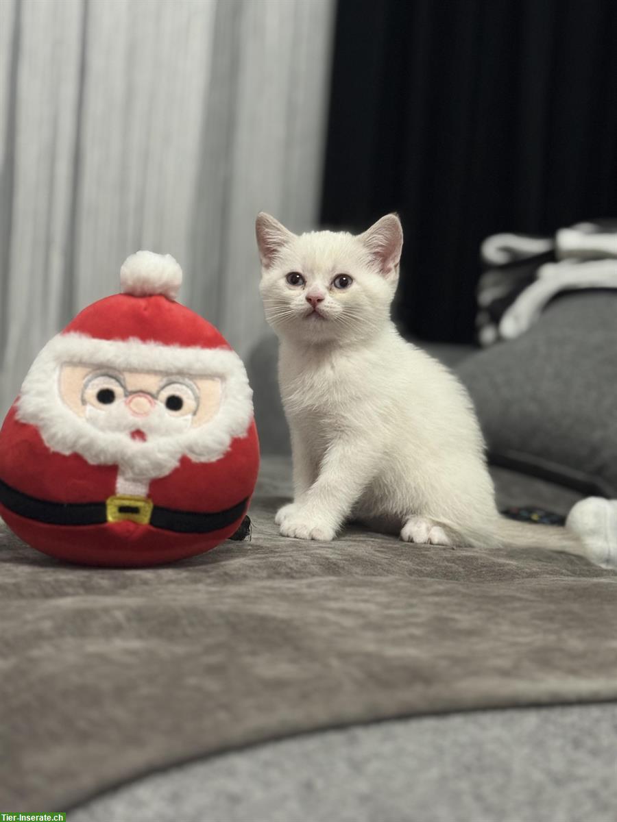 Junge Katzen Mirko und Mia suchen ein Zuhause