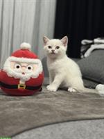 Junge Katzen Mirko und Mia suchen ein Zuhause