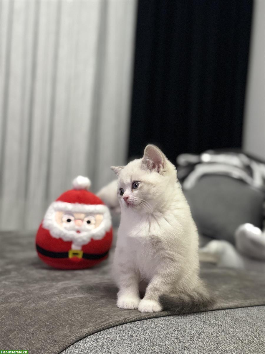 Bild 2: Junge Katzen Mirko und Mia suchen ein Zuhause