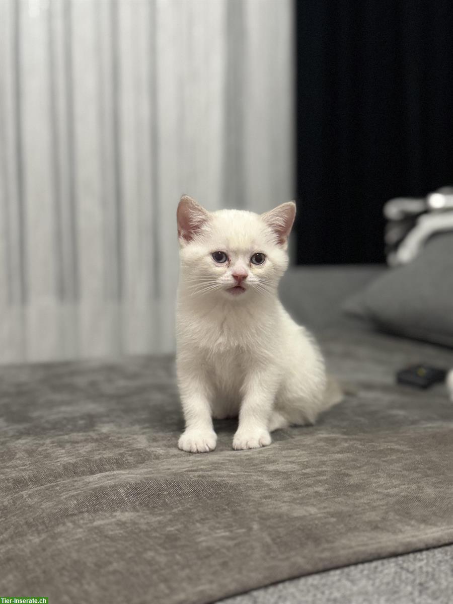 Bild 3: Junge Katzen Mirko und Mia suchen ein Zuhause