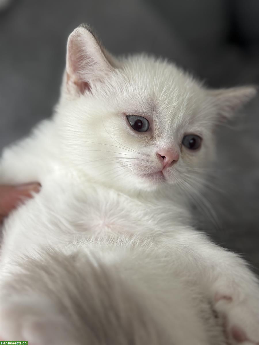 Bild 4: Junge Katzen Mirko und Mia suchen ein Zuhause