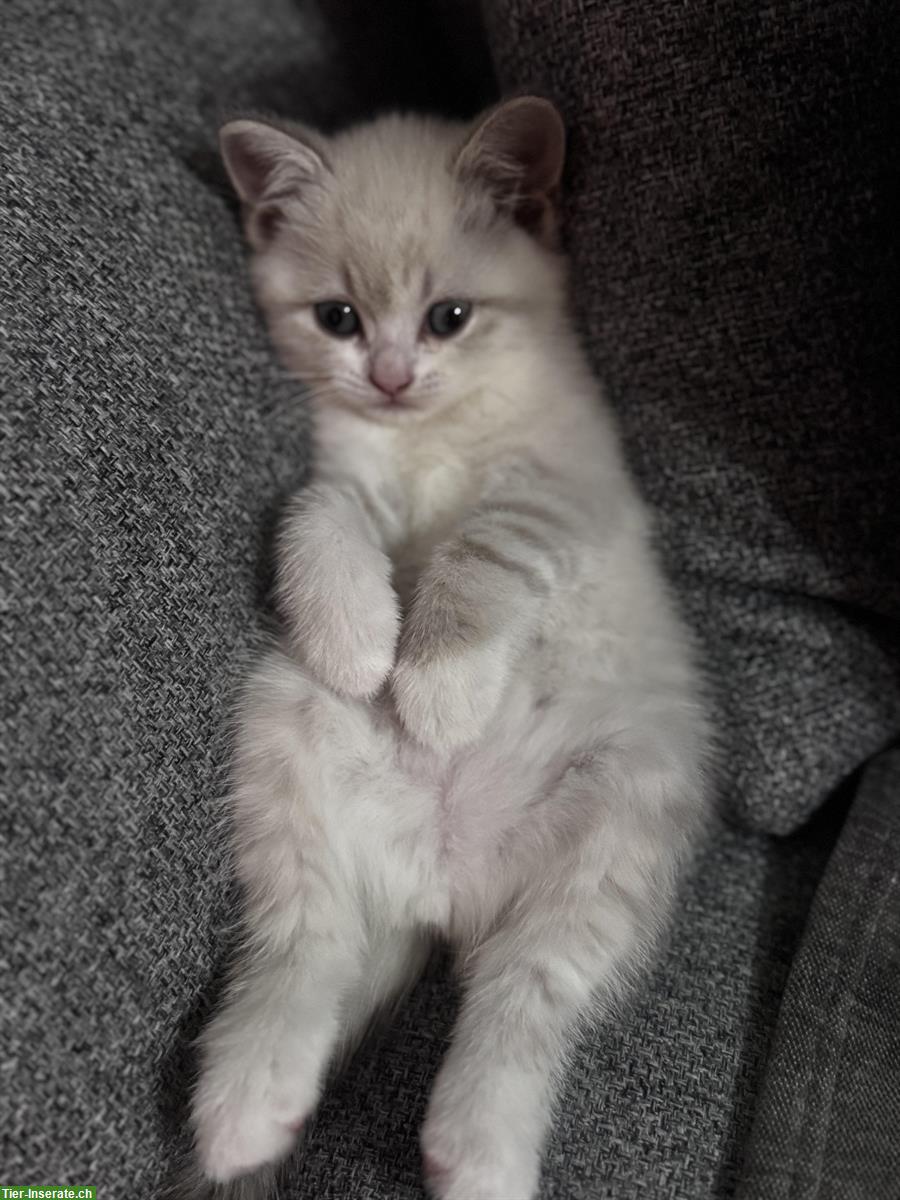 Bild 5: Junge Katzen Mirko und Mia suchen ein Zuhause