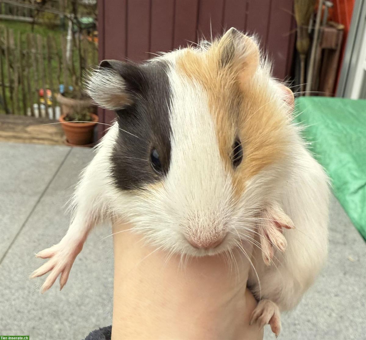 Junge Meerschweinchen zu verkaufen