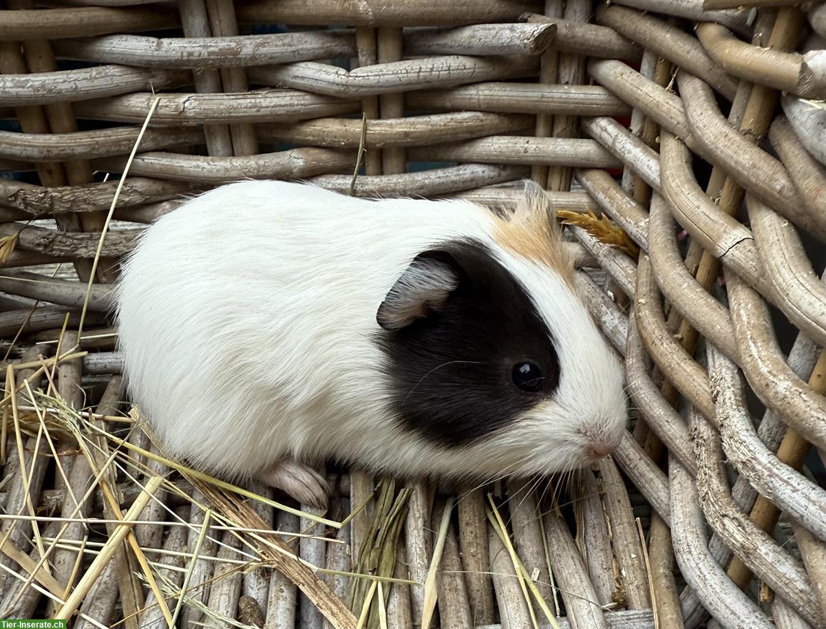 Bild 2: Junge Meerschweinchen zu verkaufen