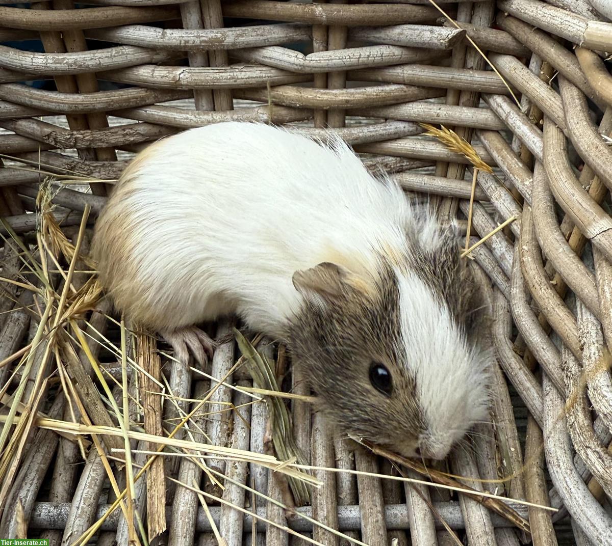 Bild 3: Junge Meerschweinchen zu verkaufen