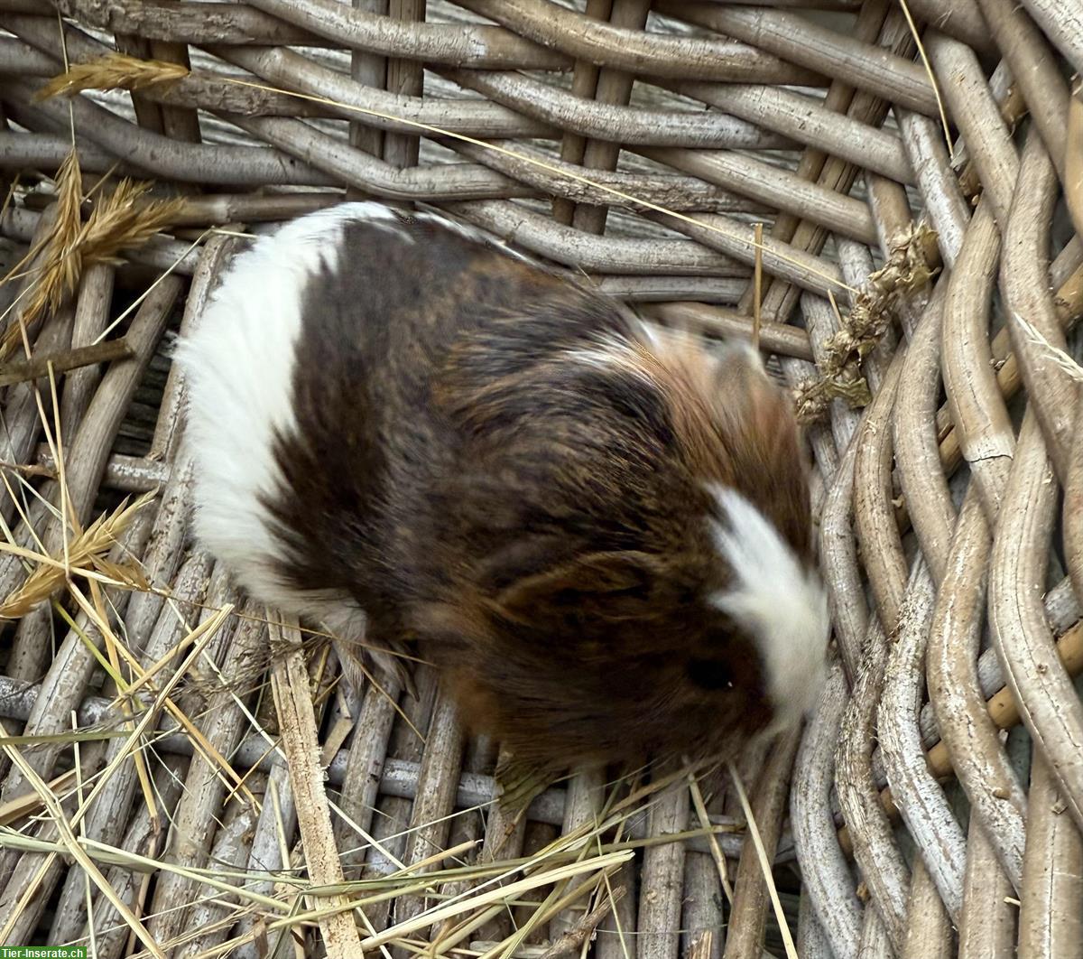 Bild 4: Junge Meerschweinchen zu verkaufen