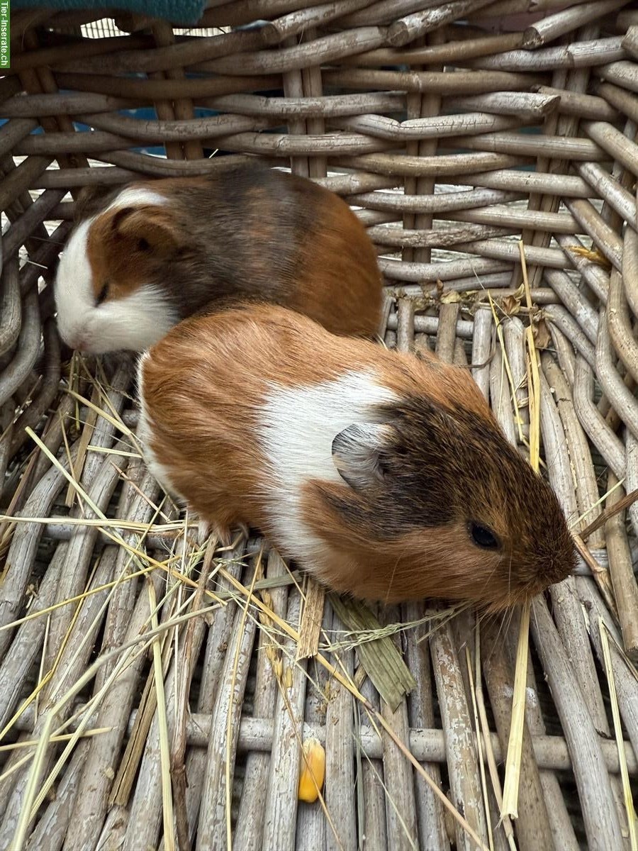 Bild 5: Junge Meerschweinchen zu verkaufen
