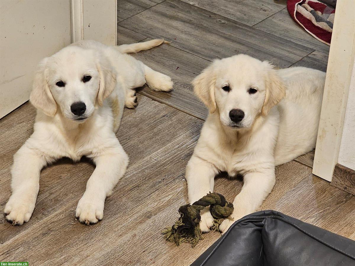 Junge Golden Retriever Rüden mit Stammbaum