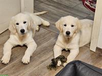 Junge Golden Retriever Rüden mit Stammbaum