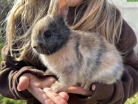 Zwergkaninchen Rammler, 9 Wochen alt