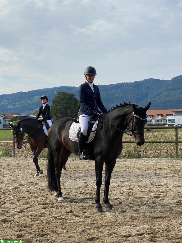 Bild 2: Hübsche, liebe Oldenburger Stute, gut ausgebildet