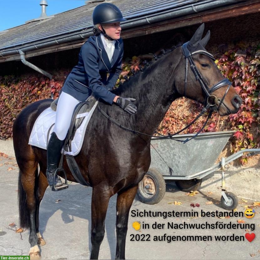 Bild 3: Hübsche, liebe Oldenburger Stute, gut ausgebildet