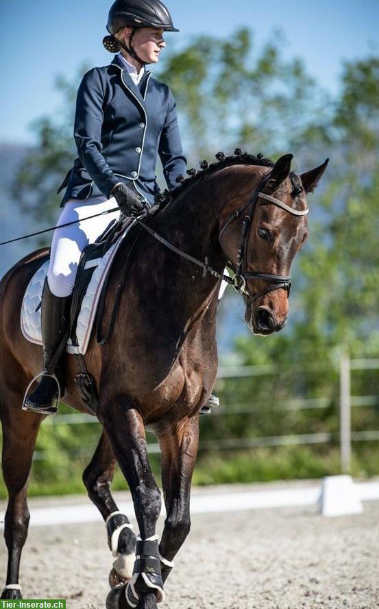 Bild 4: Hübsche, liebe Oldenburger Stute, gut ausgebildet