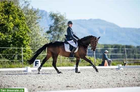 Bild 5: Hübsche, liebe Oldenburger Stute, gut ausgebildet