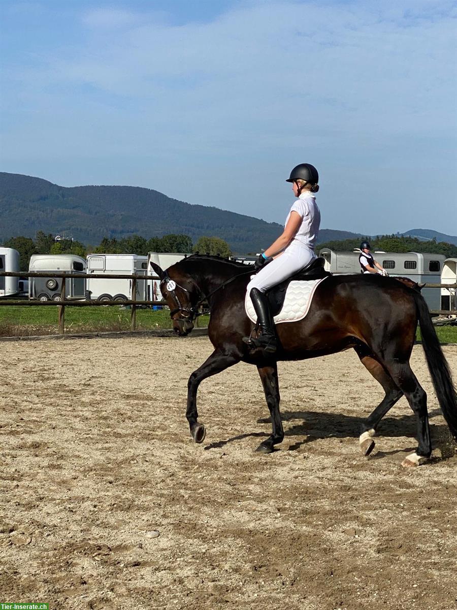 Bild 6: Hübsche, liebe Oldenburger Stute, gut ausgebildet