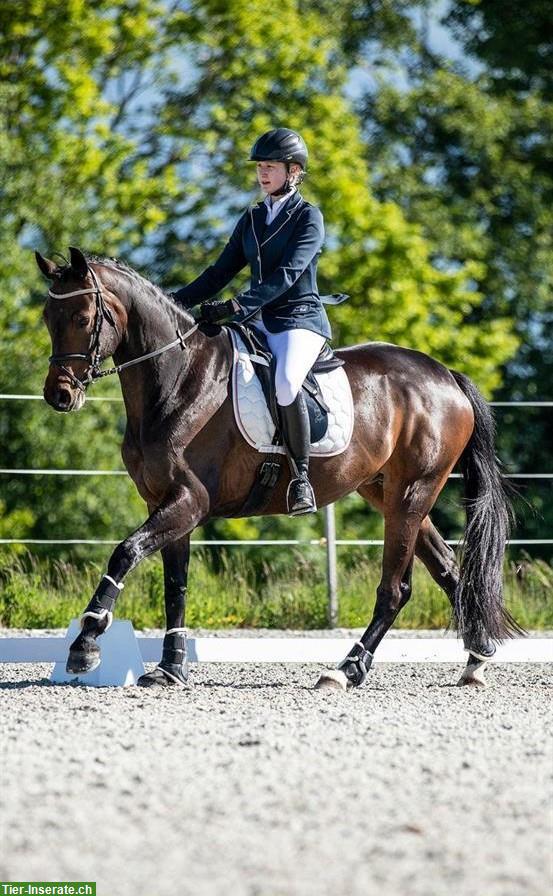 Bild 7: Hübsche, liebe Oldenburger Stute, gut ausgebildet