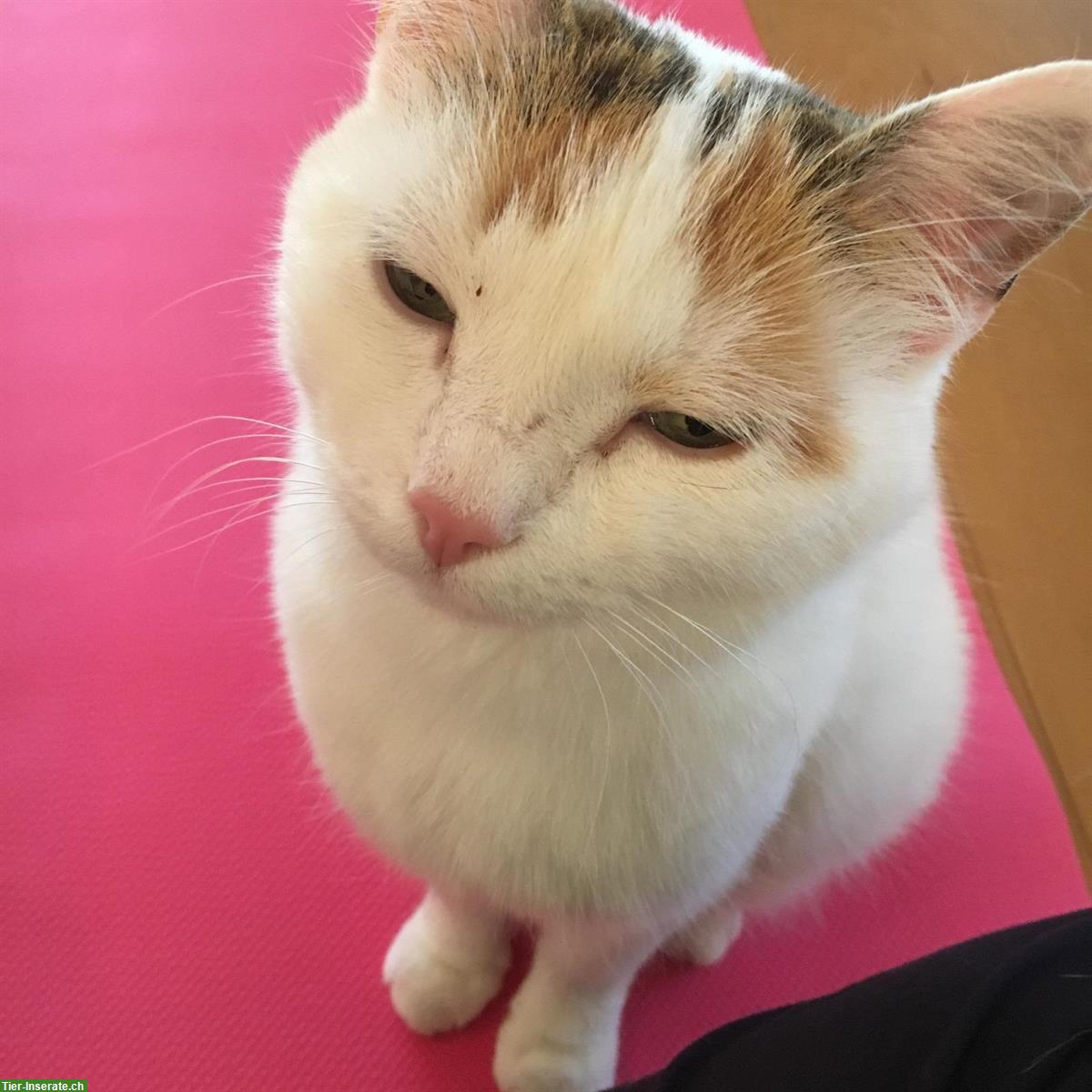 Freigänger Katze (dreifarbig) sucht neues Zuhause