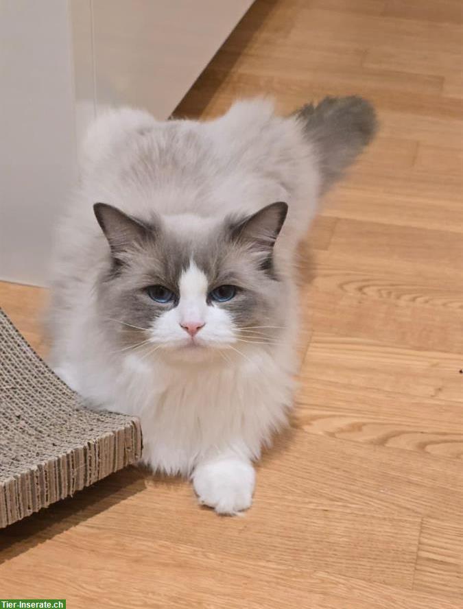 Erwachsener Ragdoll Kater, zukünftiger Deckkater
