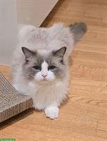 Erwachsener Ragdoll Kater, zukünftiger Deckkater