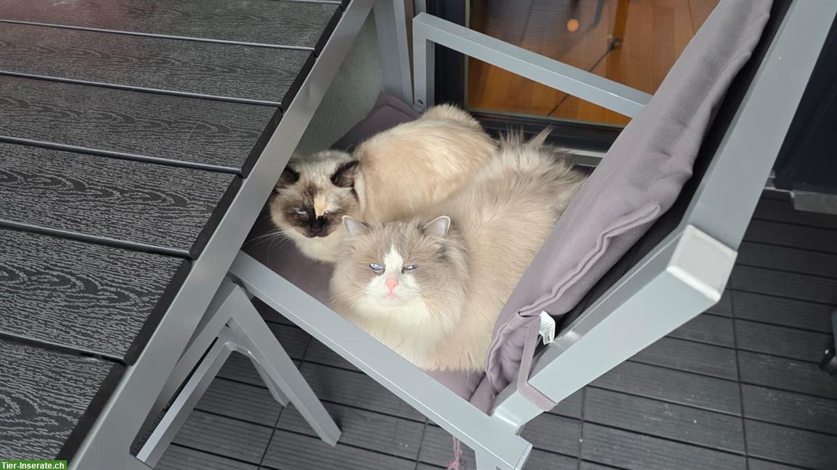 Bild 2: Erwachsener Ragdoll Kater, zukünftiger Deckkater
