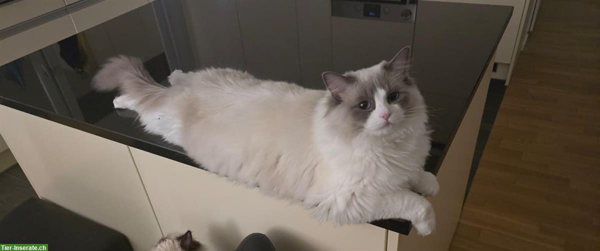 Bild 3: Erwachsener Ragdoll Kater, zukünftiger Deckkater
