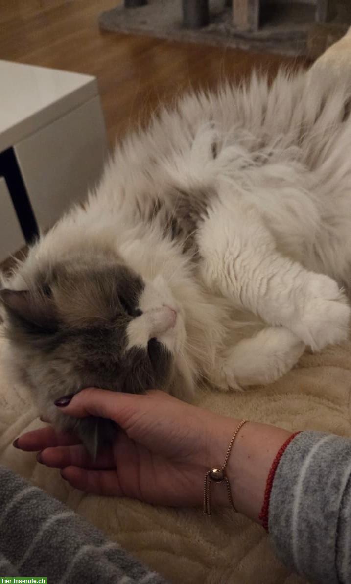 Bild 4: Erwachsener Ragdoll Kater, zukünftiger Deckkater