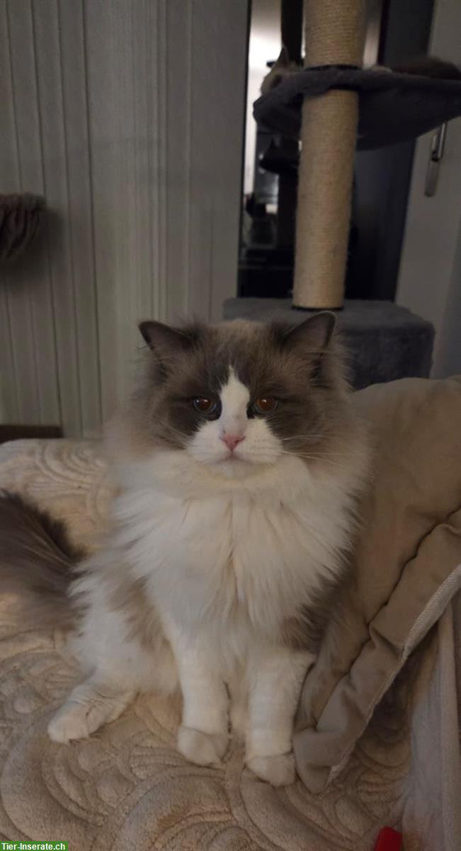 Bild 5: Erwachsener Ragdoll Kater, zukünftiger Deckkater