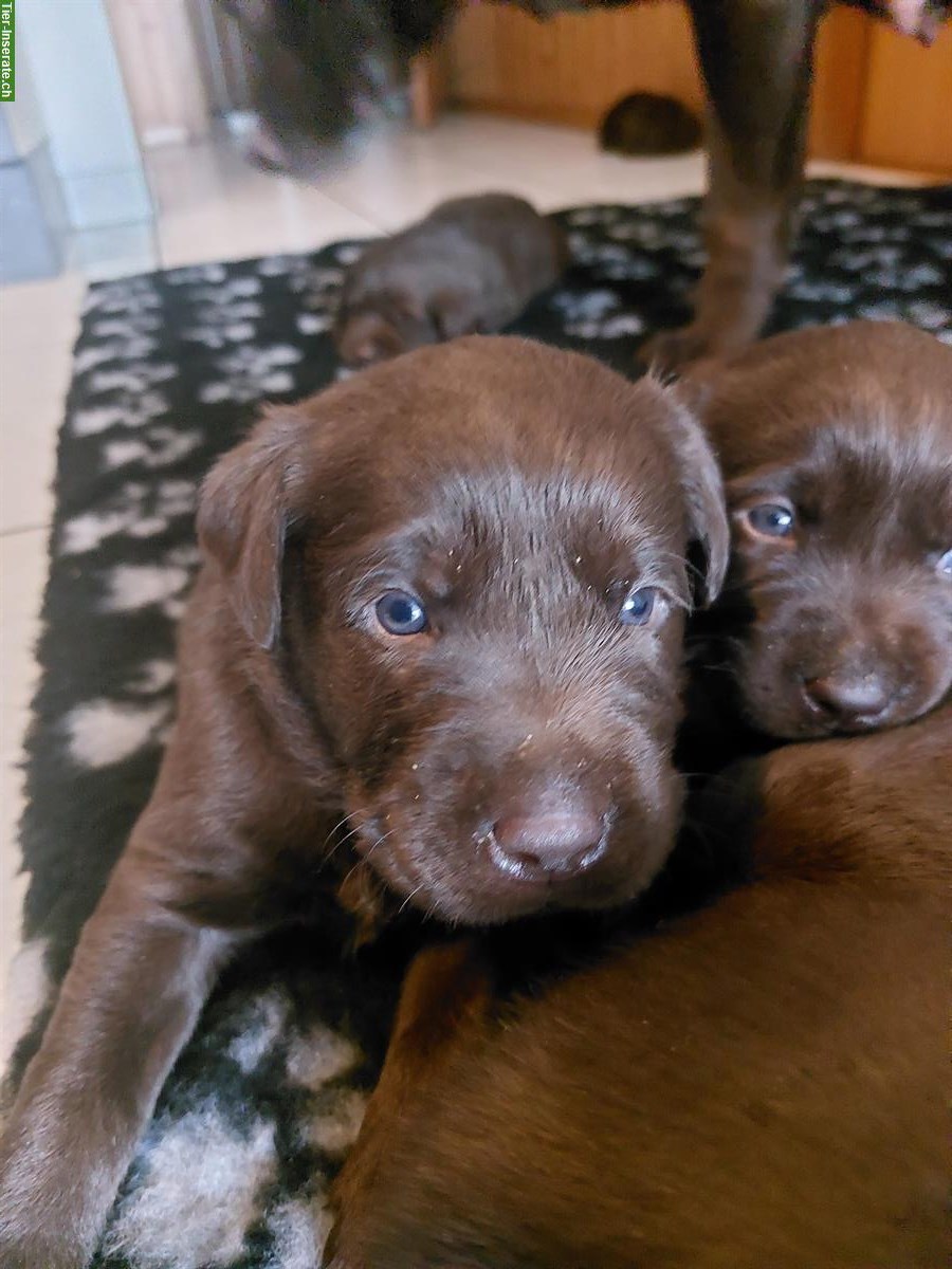 Labrador Welpen Chocolate, Hündinnen