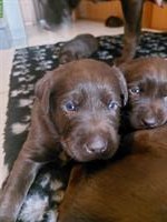 Labrador Welpen Chocolate, Hündinnen