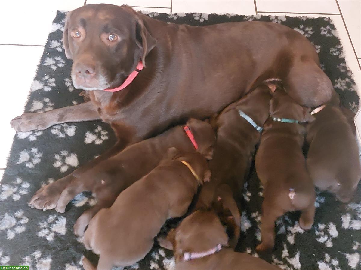 Bild 2: Labrador Welpen Chocolate, Hündinnen