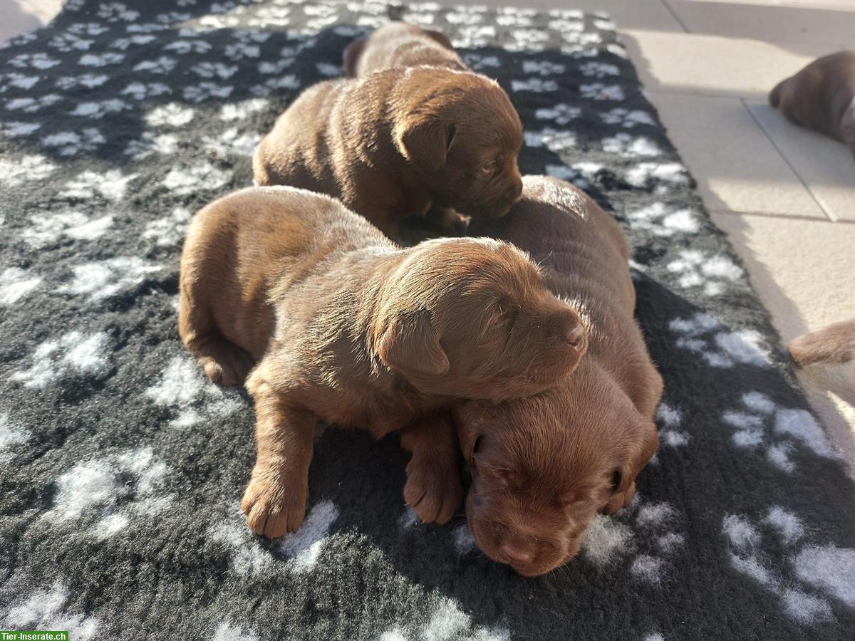 Bild 3: Labrador Welpen Chocolate, Hündinnen